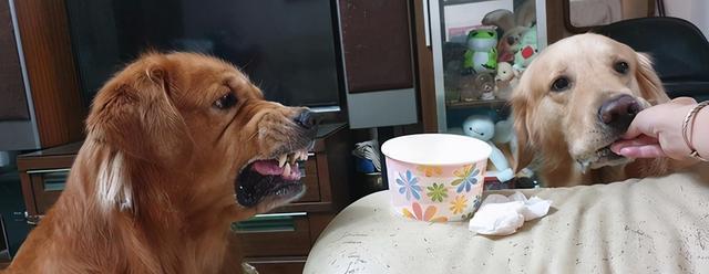 金毛犬可以吃蛋糕吗？（探究金毛犬食用蛋糕的危害与安全）