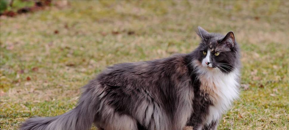 挪威森林猫的饲养方法（了解这只神秘的北欧猫，让它健康成长）