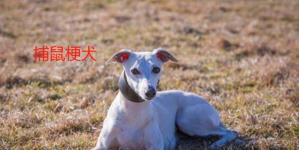 田野小猎犬饲养全攻略（让你的宠物萌翻全场）