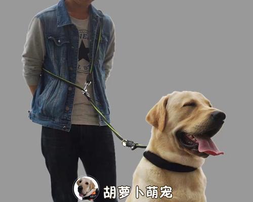 如何训练金毛幼犬大小便？（以宠物为主，让你轻松教育你的金毛幼犬。）