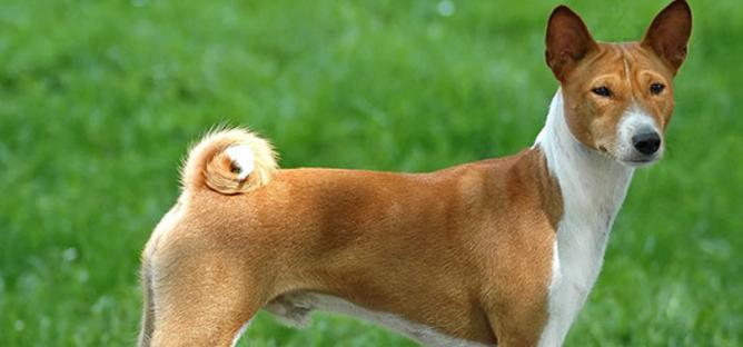 巴仙吉犬的饲养指南（了解如何正确地照顾您的巴仙吉犬）