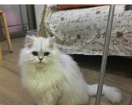 金吉拉猫饲养全攻略（养宠新手必看，了解金吉拉猫养护方法！）