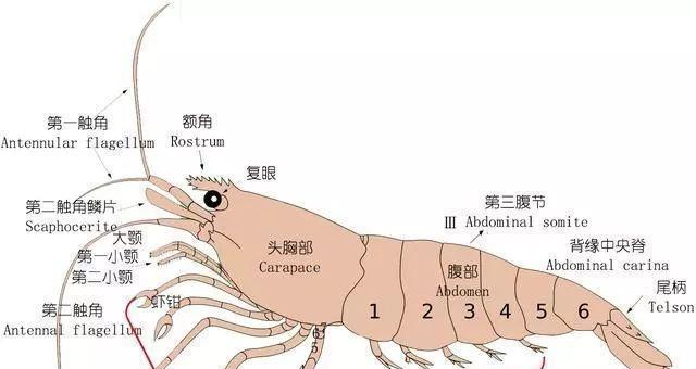 如何正确饲养长耳跳鼠？（打造宠物天堂，享受与长耳跳鼠的美好时光）