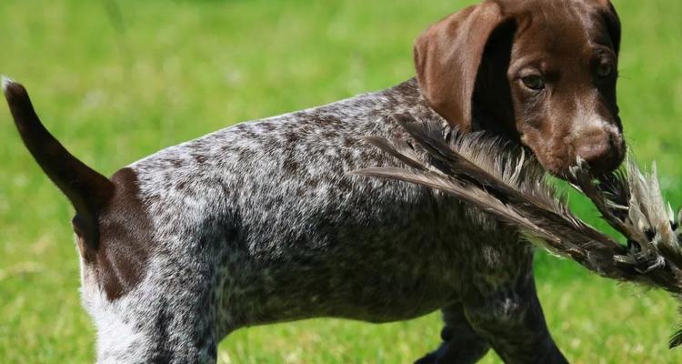 如何科学饲养德国刚毛指示犬（以宠物为主，让你的犬狗健康快乐）