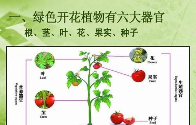 长耳跳鼠的饲养方法（打造健康、快乐的宠物生活）