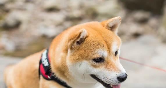 挪威猎麋犬的饲养方法（以宠物为主，健康快乐生活）