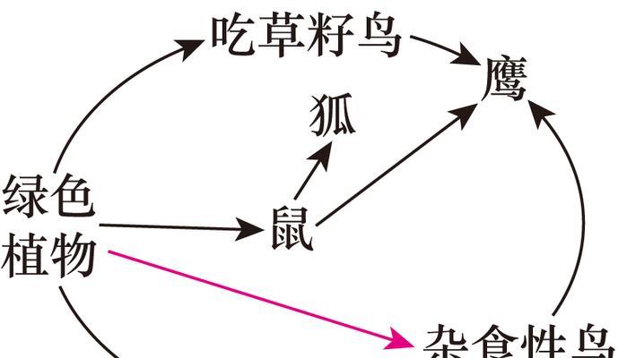 如何正确饲养黑腹绒鼠（宠爱你的小可爱，从正确饲养开始）