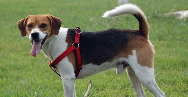 如何科学饲养田野小猎犬（田野小猎犬的特点与适宜饲养环境）