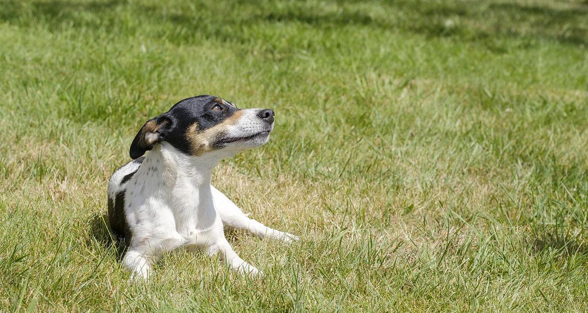 田野小猎犬饲养全攻略（小猎犬如何健康成长？）