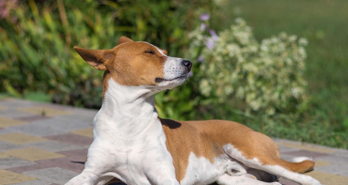 以巴仙吉犬的饲养方法（打造健康快乐的宠物生活）