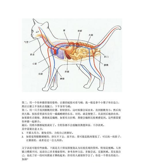 霸王短鲷的饲养方法（从选购到养护，一文全解）