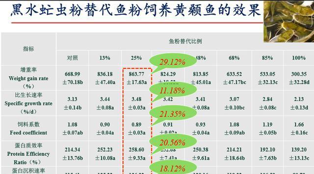 黑腹绒鼠的饲养指南（萌宠养成，从黑腹绒鼠开始）