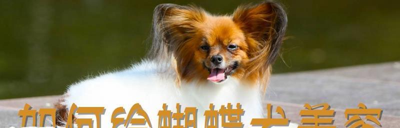 爱宠蝴蝶犬美容护理（如何让蝴蝶犬保持优美的外表）