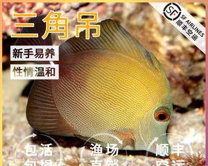 七彩吊的饲养方法（打造丰富多彩的水族箱生活）