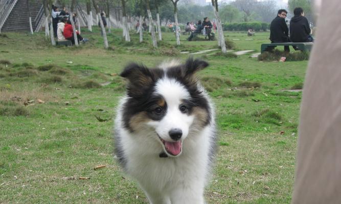 边境牧羊犬的颜色（探索边境牧羊犬的多彩世界）