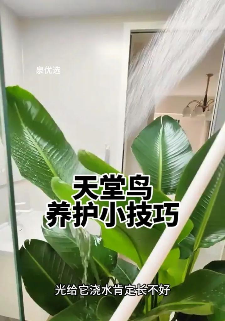 号鸟饲养指南（了解号鸟的生活习性，打造合适的生活环境）