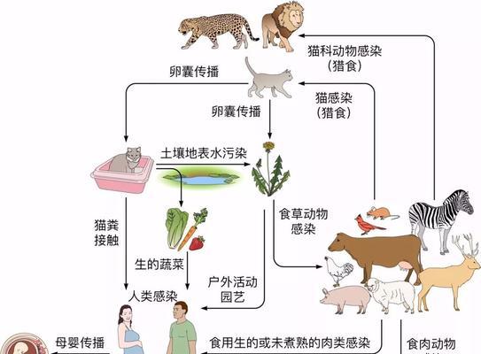 粗颈龟的饲养方法（打造一个舒适的家园，让粗颈龟健康成长）