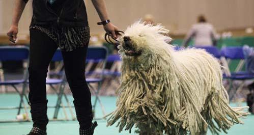 老年可蒙犬的全方位护理（以宠物为主，让老年可蒙犬舒适生活）