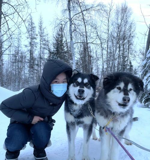 探秘阿拉斯加雪橇犬的乖巧之处（宠物领域中，阿拉斯加雪橇犬的优秀品质是什么？）