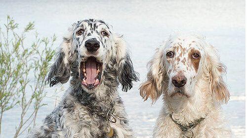 克伦伯猎鹬犬的饲养方法（如何让你的克伦伯猎鹬犬健康、快乐地成长？）