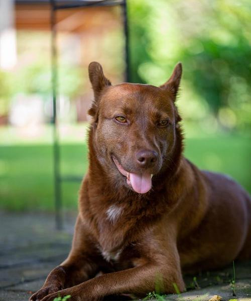 比特犬的双重功能（宠物与警犬的完美结合）