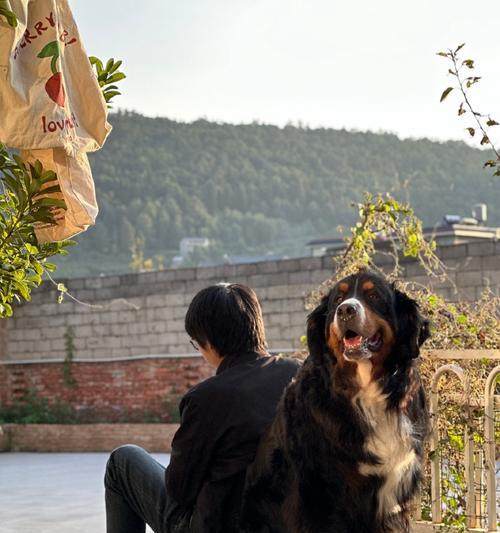 如何正确给伯恩山犬洗澡（宠物犬洗澡技巧与注意事项）