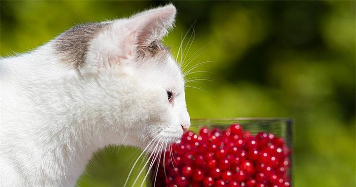 宠物猫的健康生活需要水果的陪伴（小猫的饮食需要合理搭配营养均衡）