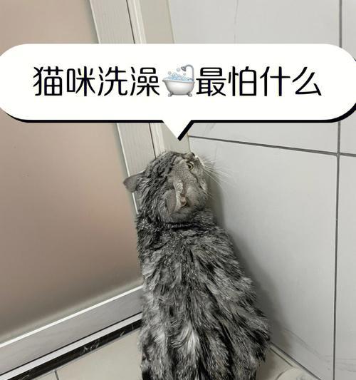 如何为宠物猫咪洗澡（准备工作和注意事项）