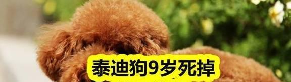 如何增强泰迪犬体质（宠物健康生活从提升体质开始）