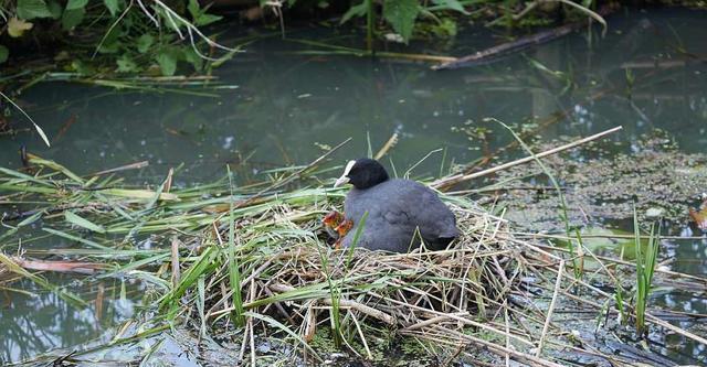 如何饲养沼泽田鼠？（掌握关键技巧，打造高效饲养方式）