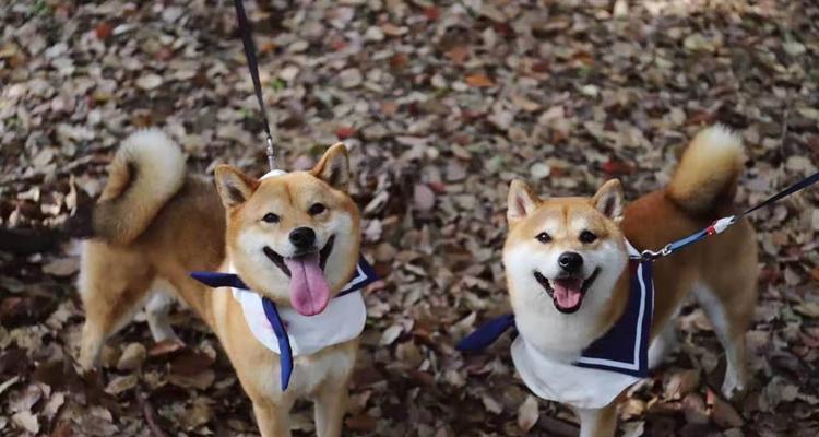 防止秋田犬拆家的方法（如何让你的宠物变得乖巧可爱）