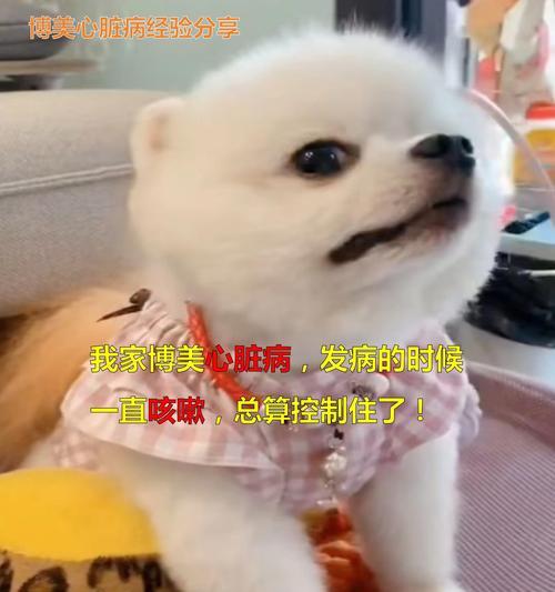 揭秘博美犬感冒的成因和预防方法（让你的博美犬远离疾病的威胁）