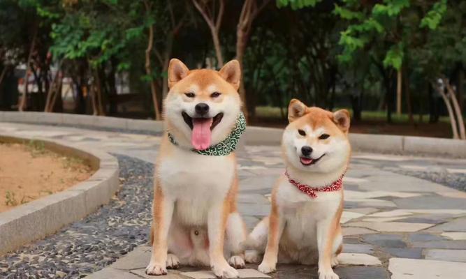 探秘柴犬饮食文化（从口味到健康，解读柴犬的饮食习惯）