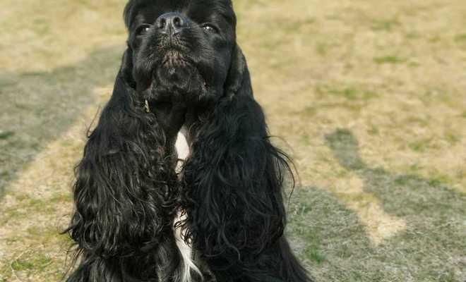 让您的可卡犬更美丽——宠物美容常识（打造可爱无比的可卡犬宠物，美容，犬，常识）