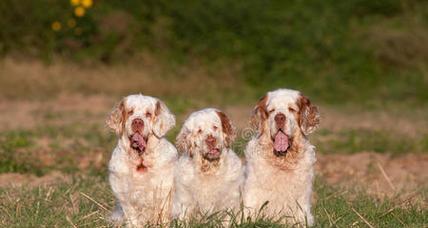 养护专业的克伦伯猎鹬犬（了解如何照顾克伦伯猎鹬犬，让你的宠物健康成长）