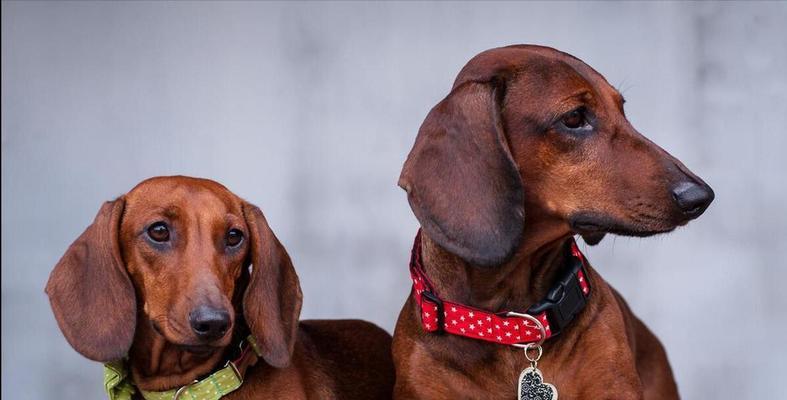 腊肠犬身高体重标准解析（了解你的宠物腊肠犬，从身高体重开始）