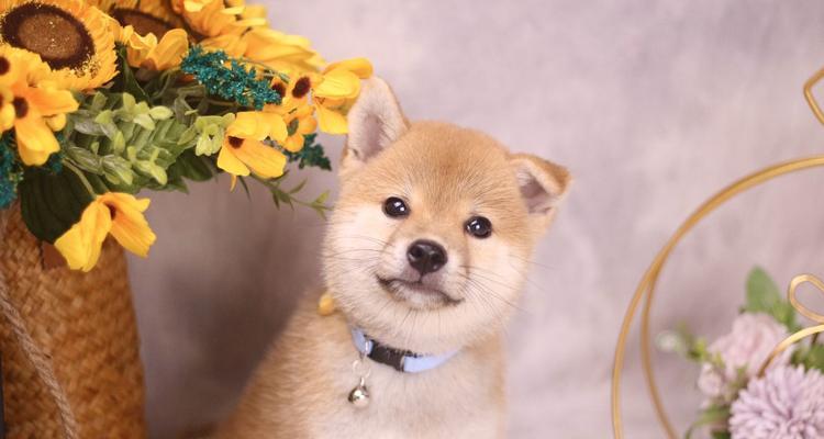 探究日本柴犬的饮食文化（从宠物主人的视角看柴犬的健康饮食）