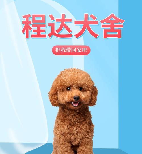 如何挑选贵宾幼犬（以宠物为主的贵宾幼犬挑选指南）