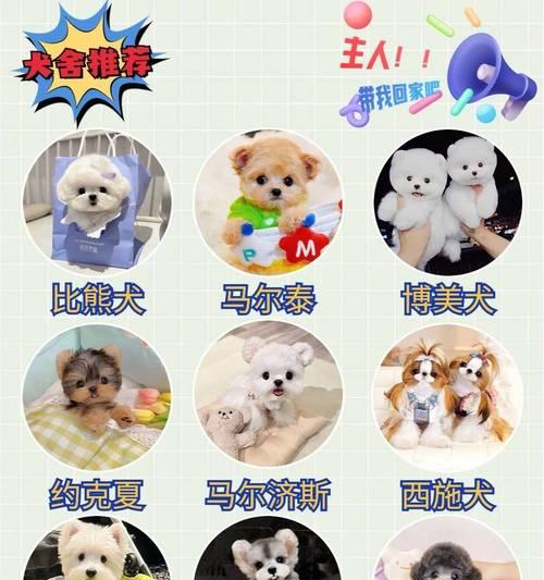 贵宾犬饲养全攻略（打造健康快乐的贵宾犬生活）