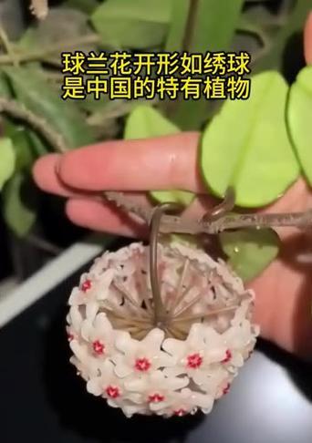 叶形鱼的饲养技巧（打造清新水族箱的关键）