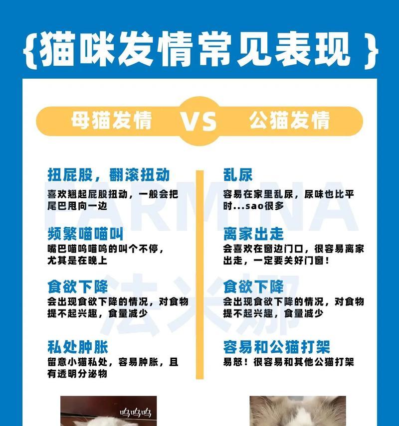 中华田园猫的饲养方法（营养需求、生活环境、健康保健）