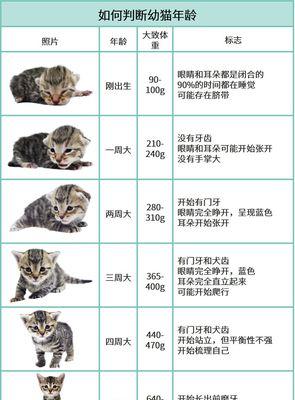 婴猴的饲养方法（如何科学养育婴猴）