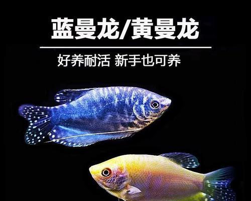 蓝曼龙鱼的饲养方法（让您的蓝曼龙鱼健康成长）