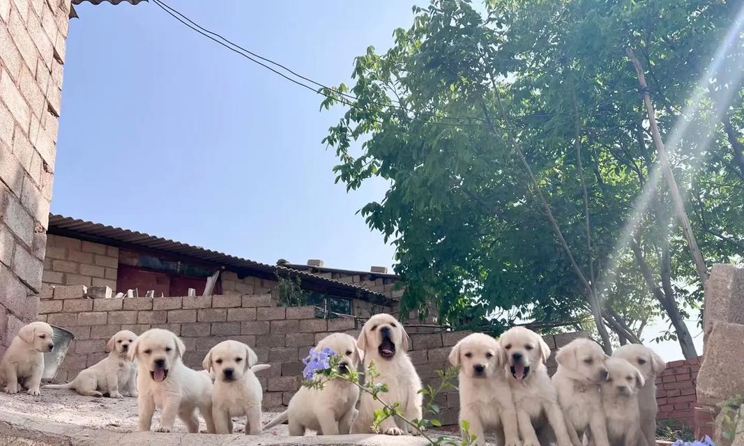 拉布拉多猎犬的饲养指南（培养快乐、健康的宠物生活）