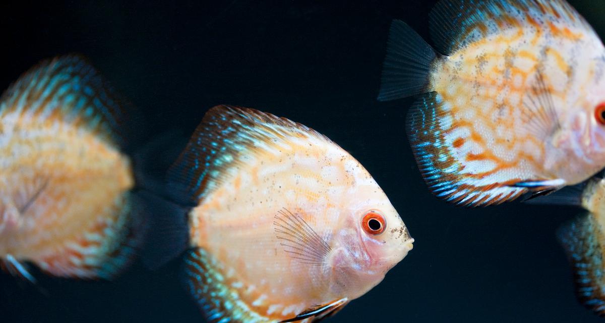 大斑马鱼的饲养方法（打造理想家庭宠物水族馆）