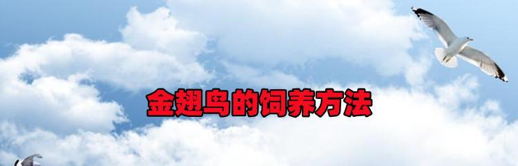 号鸟饲养全攻略（号鸟饲养方法、养护技巧、食物选择一网打尽）