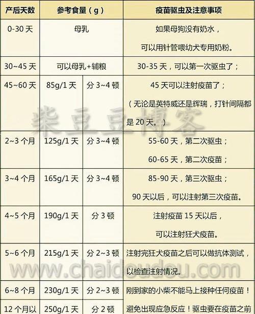 如何科学养护你的柴犬（关爱宠物，从饲养开始）