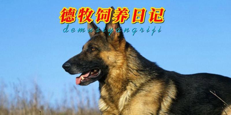 以德国牧羊犬为宠物的饲养方法（从萌宠到成犬，做好照顾工作是关键）