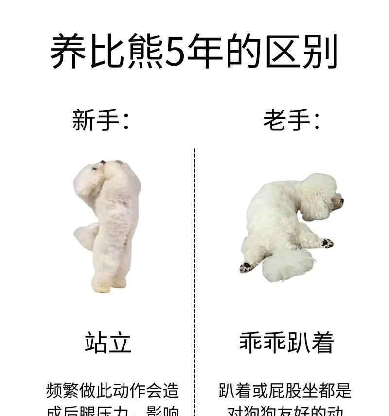 比熊幼犬饲养指南（铲屎官只需做好这5点，让你的比熊幼犬健康快乐成长）