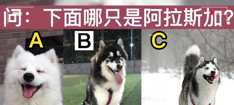 初次饲养阿拉斯加犬必须注意的6件事（新手收藏！为你的阿拉斯加犬提供最佳护理和关注）